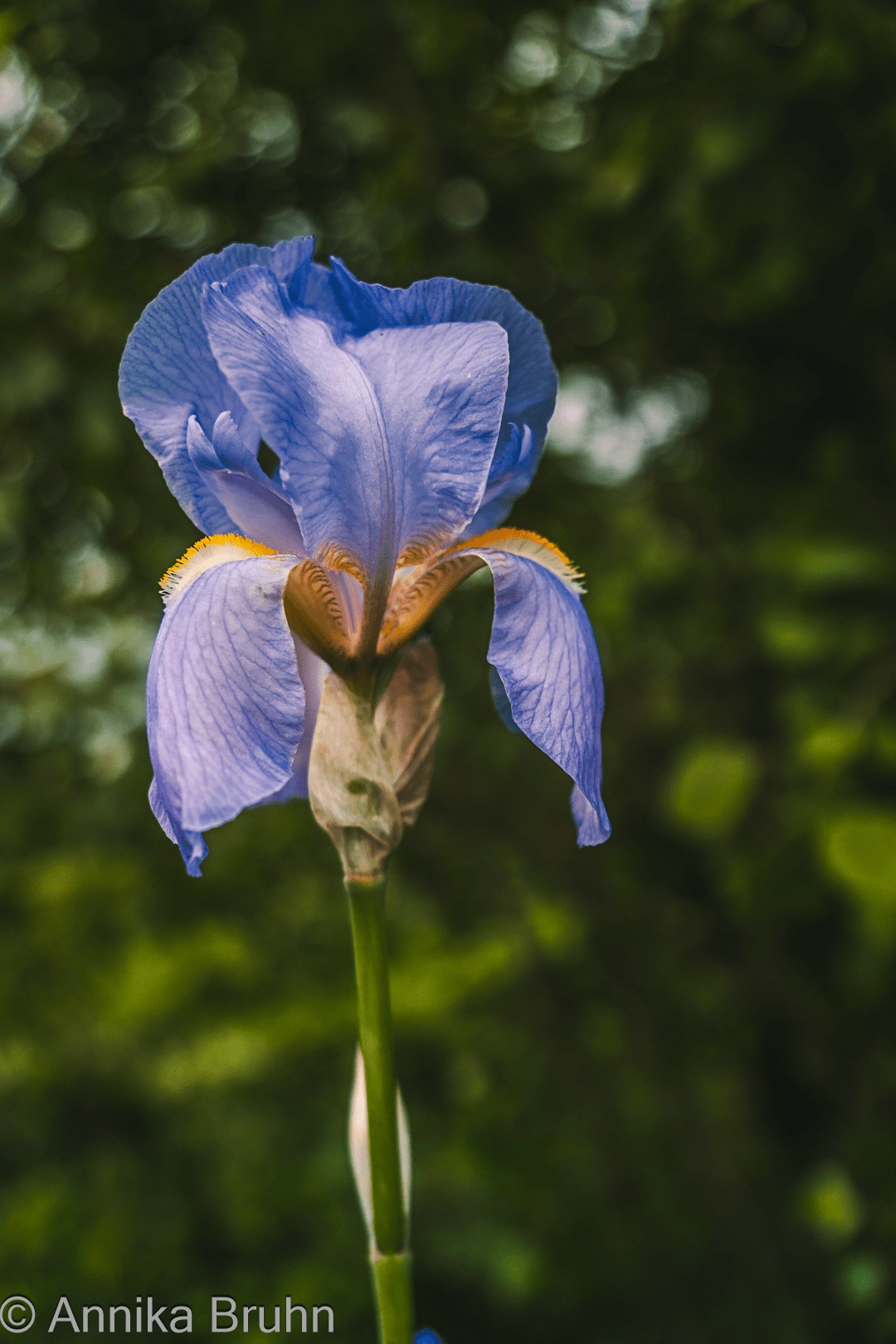 Eine Iris